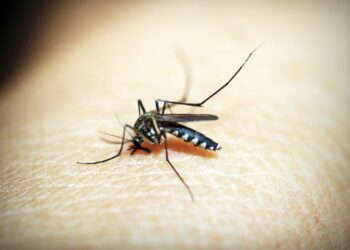 Most dangerous D2 variant of dengue